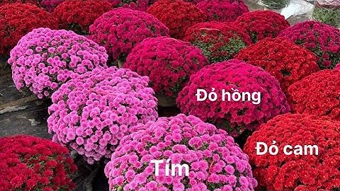 HOA CÚC MÂM XÔI HÀN QUỐC - TẾT XUÂN 2024