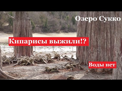 АНАПА - Озеро Сукко не будет прежним? Кипарисы на суше. Кипарисовая роща выжила?