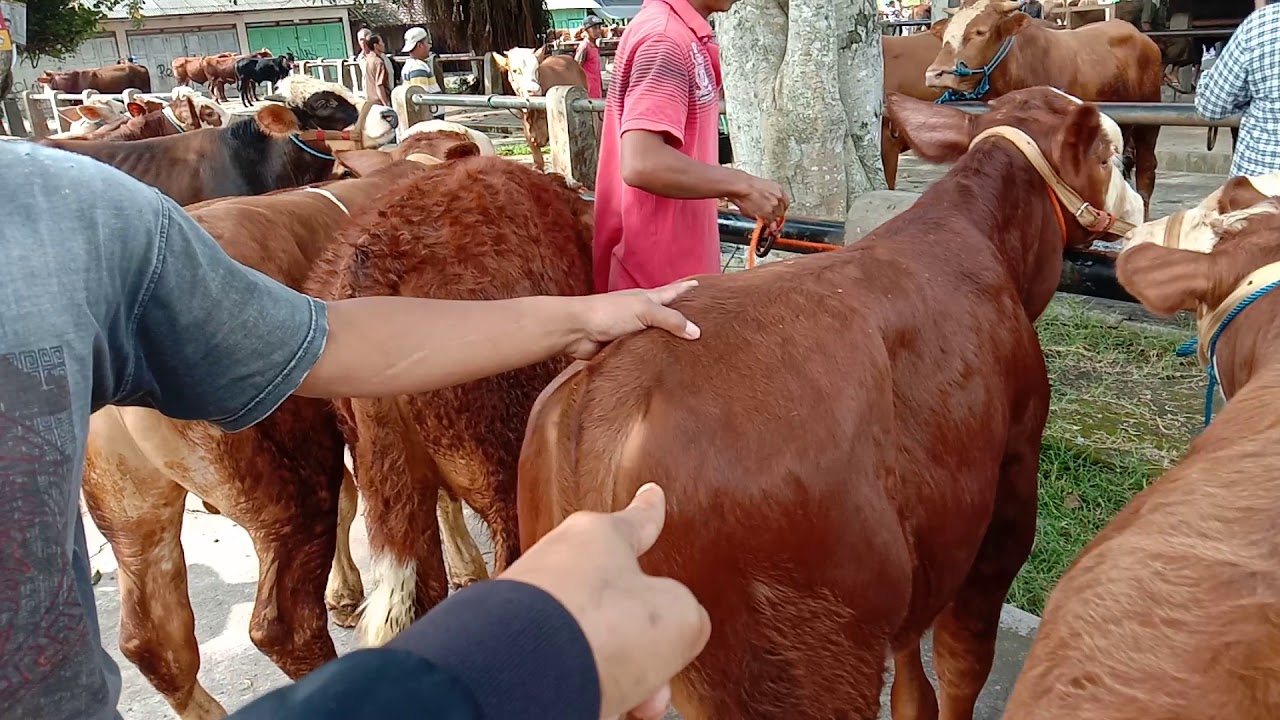 Pedetan Super Limusin Mewah Harga 14 Juta - 17 Juta Pasar Sapi Grabag
