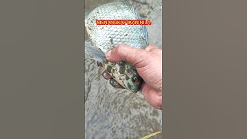 menangkap ikan nila babon yg terdiam di parit sawah‼️hanya dengan tangan kosong #shorts