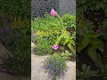 Merry 11-06-26 #flowers #nature #beautiful #relaxing #thebeatles #reset #merry