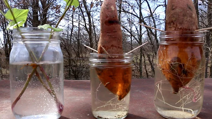 SWEET POTATO SLIPS - THE SUPER EASY WAY!!
