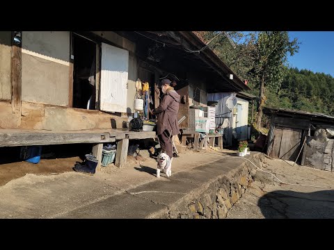 가래를 아시나요 자연산 <strong>호도</strong> 비슷하게 생기고  손에쥐고 빠그덕 손운동 할때 좋다네요 줍줍ᆢ