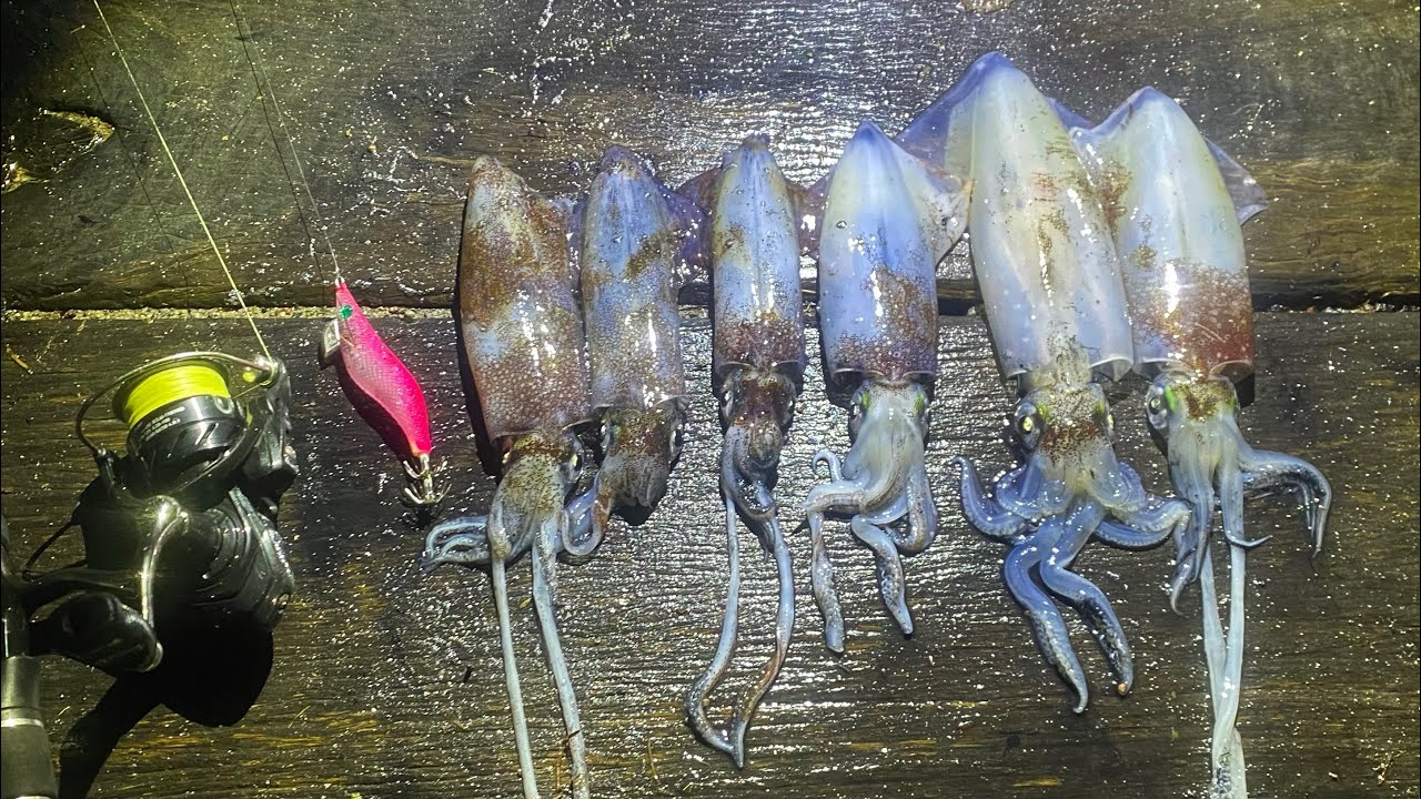Lake Macquarie Squid Fishing YouTube