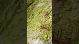 #ants #insects #nature #shorts #ytviral