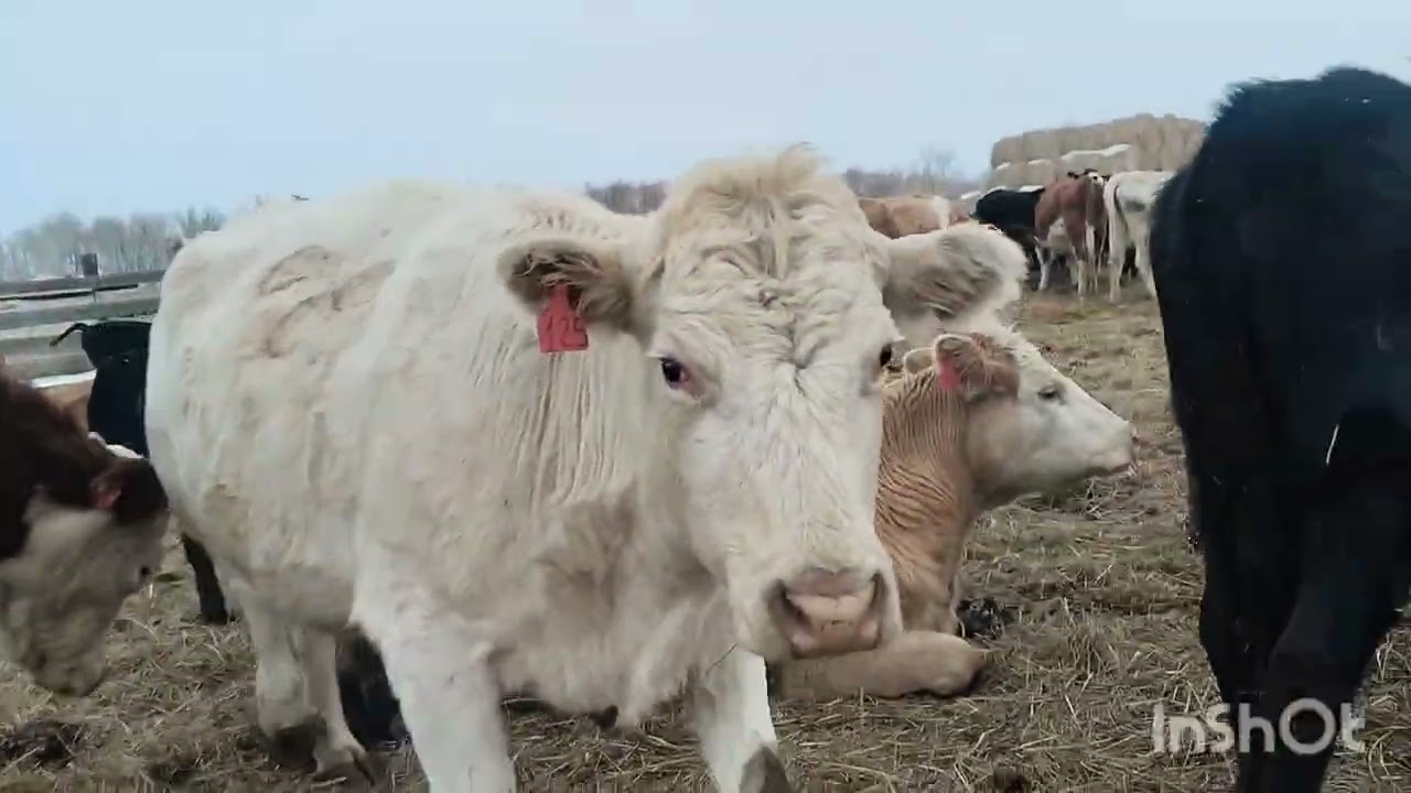 Жеребец Дунай приехал,отёл коров 