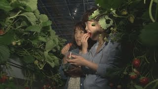 幻想的に夜のイチゴ狩り 宮城・山元の農園