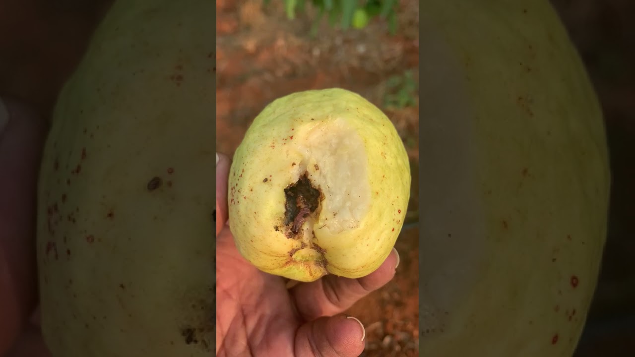 Guava Fruit Borer How To Control 🌴🍈🍈🌴