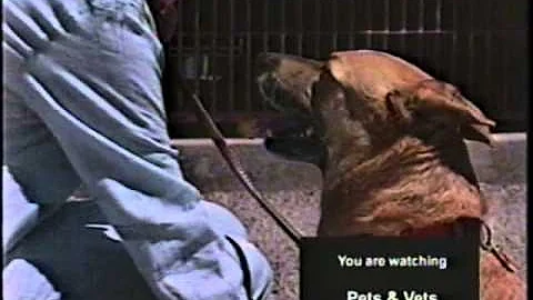 Pets & Vets