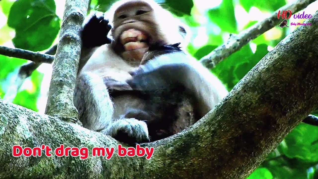 So pity ! Poor mom Jill so scare Maria drag her baby Jilla | Jill try hard avoid from DeeDee