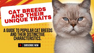 Which Cat Breed Matches Your Personality Find Out!