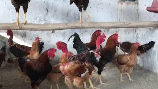 Label Rouge Cíndio Gigante ,Está Chegando A Hora De Abatê-Los.