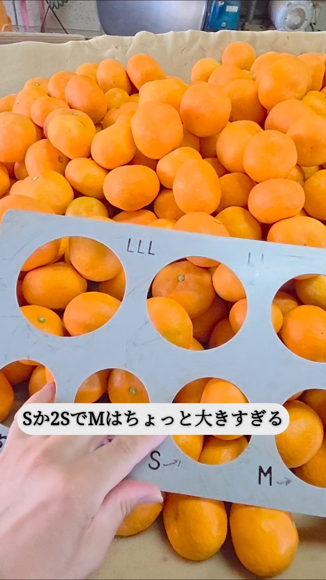 If there is demand for 2S, we will make 2S #mandarin orange