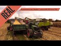 Maisdreschen & Mahlen 2021 🚜 | Claas & Fendt in Aktion