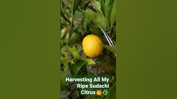 Thumbnail of Harvesting All My Ripe Sudachi Citrus (日本のすだち)#shorts #harvesting #sudachi @JOJACKJAPANLOLAMIYAZAKI