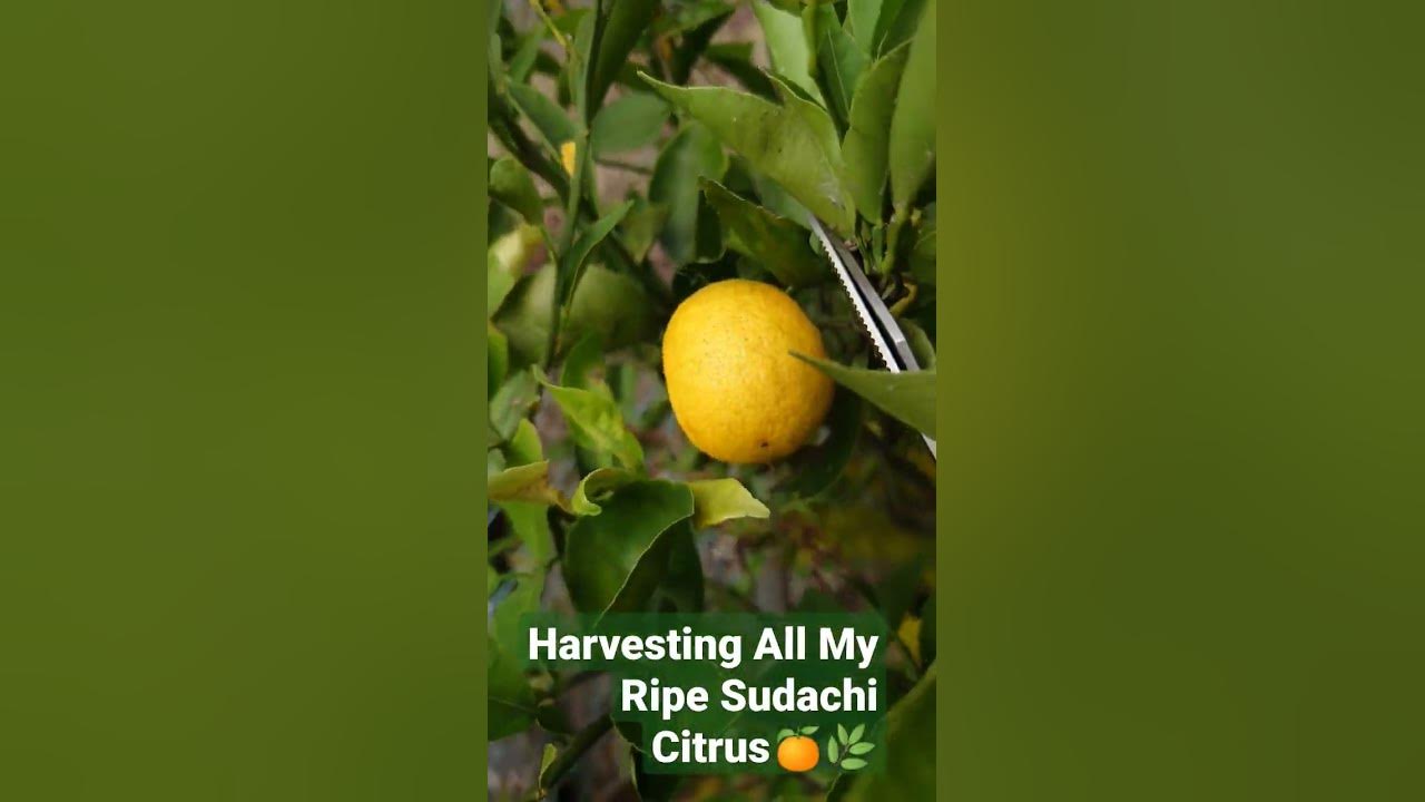 Harvesting All My Ripe Sudachi Citrus (日本のすだち)#shorts #harvesting #sudachi @JOJACKJAPANLOLAMIYAZAKI