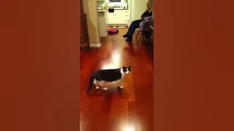 ping-pong cat