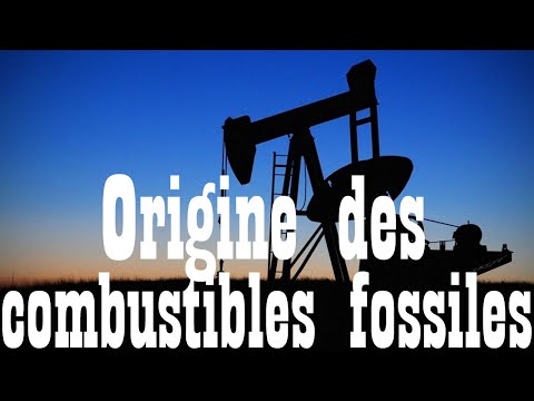 Capsule  "Origine des combustibles fossiles"