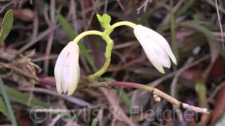 Orchid, G. Jerai, Kedah, Malaysia. 20140716_110818.m2ts