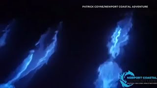 AMAZING: Glowing dolphins glide through bioluminescent waves in Newport Beach | ABC7