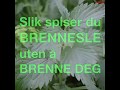 Slik spiser du brennesle uten å brenne deg - og bruker den i mat