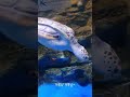 제주도 거북이~