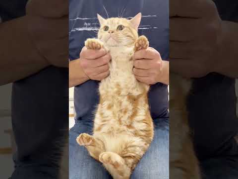 猫と『きつねダンス』を踊ってみました #shorts #猫 #マンチカン