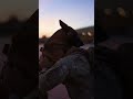 This K9 reunion made time stand still. 😭🐕