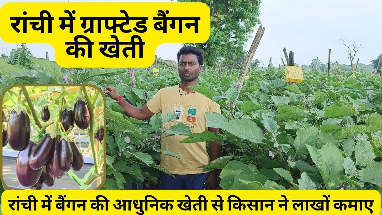 रांची में ग्राफ्टेड बैंगन की खेती 