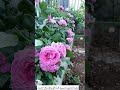 ورد جوري سلطاني أو ورد بلدي حى على الفلاح اكسبلور زهره الحلزون Flowers ورد تصويري زراعة Plants