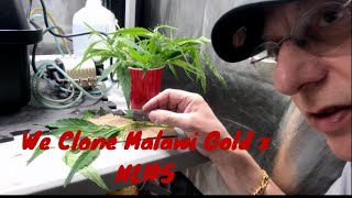 Cloning Malawi