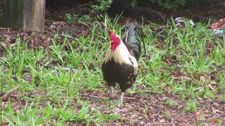 Mvi 7708 Rooster Crowing And Preening