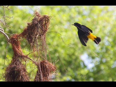 Where Do Animals Find Materials For Building