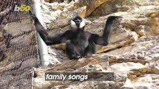 Gibb a Little Bit! Listen To This Gibbon Sing His Family Song at a Texas Zoo!