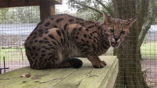How is Our Newest Savannah Cat Settling In?