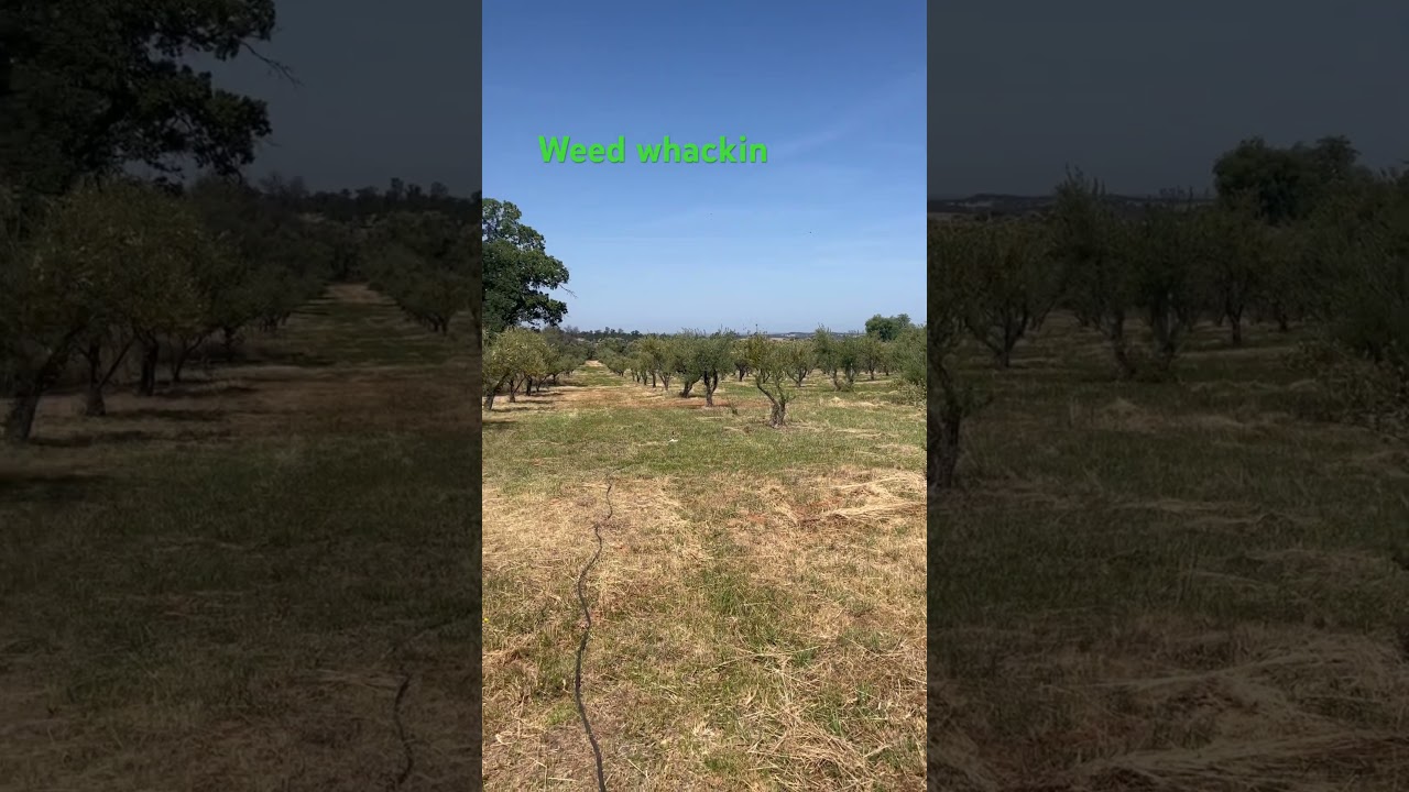 Getting Orchard cleared￼ 