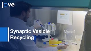 Optical Assay for Synaptic Vesicle Recycling in Neurons | Protocol Preview