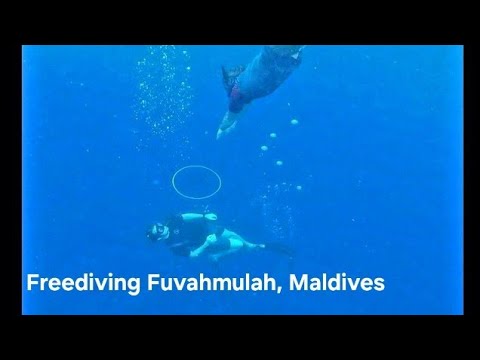 Freediving at Thundi (Maldives) inc Tiger Sharks and mermaids | Adelaide Freedive Tribe