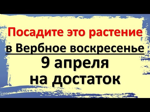 Посадите это растение в Вербное воскресенье 9 апреля на достаток в доме. Народные приметы и традиции