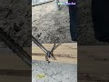 Simple but Strong! Galvanized Wire Tying &amp; Tightening on Wood