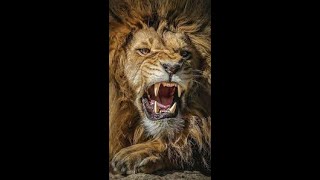 Facing Lions