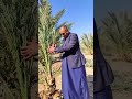 زراعة فسائل النخيل بالطريقة العراقية اكسبلور Garden نباتات اشجار النخيل النخلة زراعة Plants