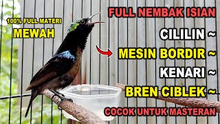 FULL NEMBAK..!! KOLIBRI NINJA GACOR FULL ISIAN SUPER MEWAH, 100% COCOK BUAT MASTERAN KONIN BAHAN