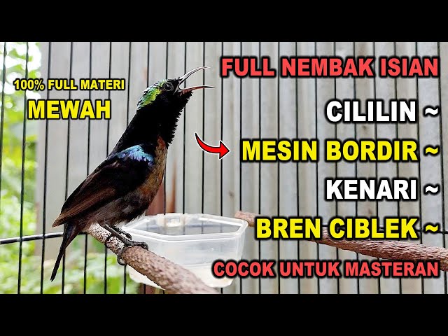 FULL NEMBAK..!! KOLIBRI NINJA GACOR FULL ISIAN SUPER MEWAH, 100% COCOK BUAT MASTERAN KONIN BAHAN class=