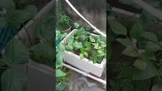 barish ke baad suhan safar🌧️🥰🌿#flowers #nature #garden #plants #shorts #youtube