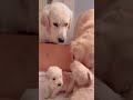 😍Família de Cachorrinhos Fofos ❤️😍🐾 Amor e União em Cada Detalhe #Shorts #dogshorts #animaisfofos