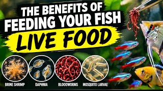 Why You Should Feed Your Fish Live Food. Live Food vs. Dry Food: The REAL Truth