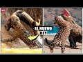 El JAGUAR Demostró Su PODER | Jaguar vs Tigre, Caimán y Nutria Gigante