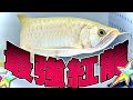 超S級アロワナ紅龍がやって来た！この血統半端じゃない・・・。
