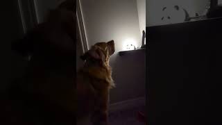 Golden Retriever Discovers Power Of Bark To Control Lamp